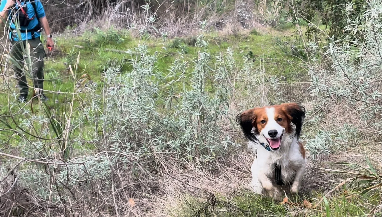 Lars the Kooikerhondje finding his subject during SAR training